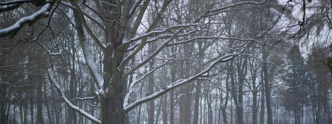 Der Drackendorfer Park verschneit