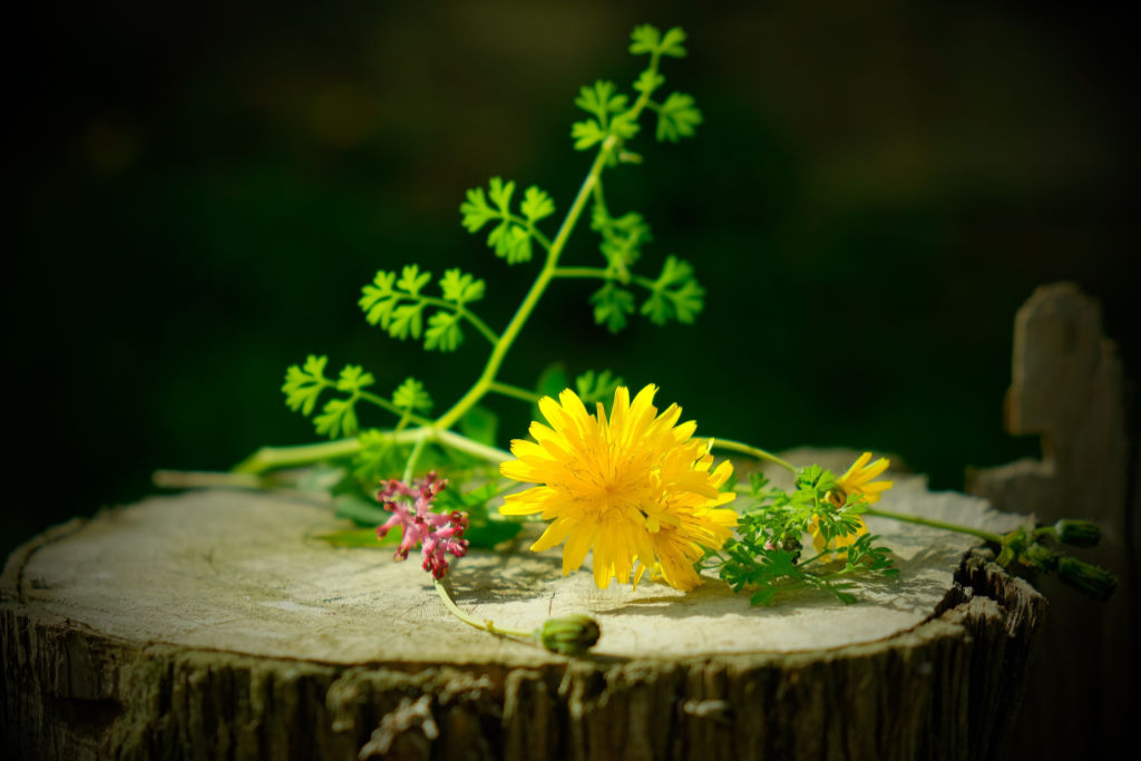 Wilde Blumen auf einem Baumstamm