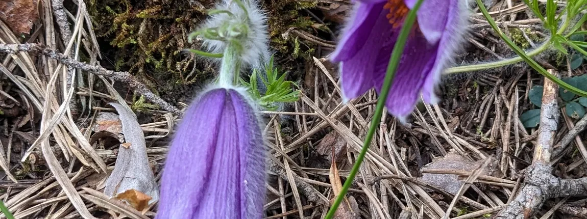 Kuhschelle - Frühlingserwachen am 3 Gedenksteinweg